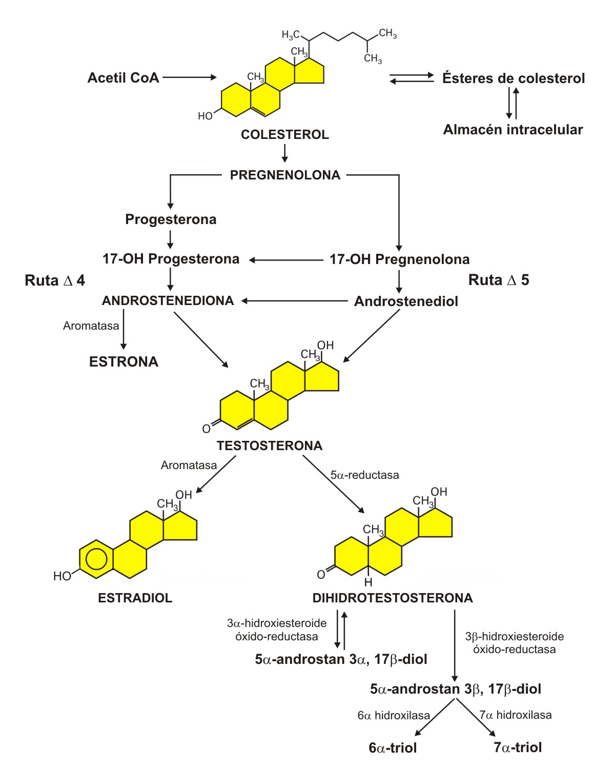 Metabolismo de esteroides en el testículo